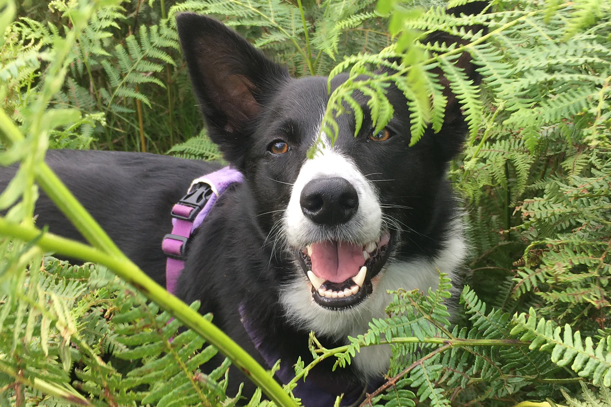Keeping Your Canine Safe in the Mountains This Summer - Climb Scafell Pike